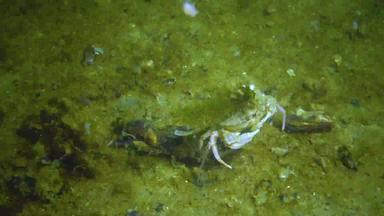 斯拉布斯荚蒾属霍尔萨图斯绿色藻类成长蟹壳牌黑色的海
